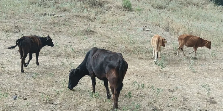 Kayıp inekler 4 gün sonra bulundu