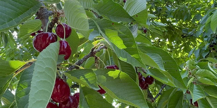 Afyonkarahisar’da bu yıl kirazda istenilen rekolte yakalanamadı