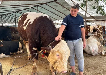 Kurban pazarının şampiyonu 1320 kilo