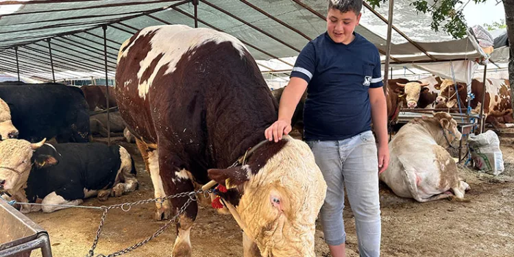 Kurban pazarının şampiyonu 1320 kilo