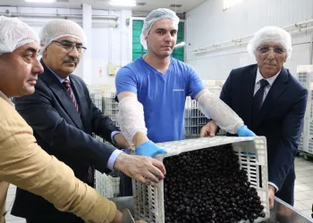 Vali Demirtaş: “Marmarabirlik zeytin üreticisinin can simidi”