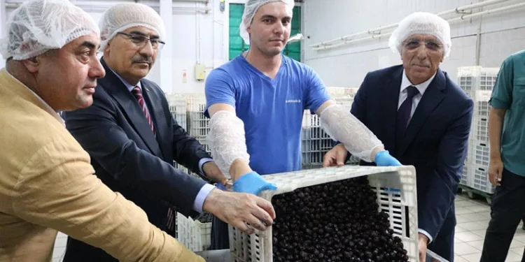 Vali Demirtaş: “Marmarabirlik zeytin üreticisinin can simidi”