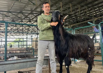 Keçi danalara rakip oldu