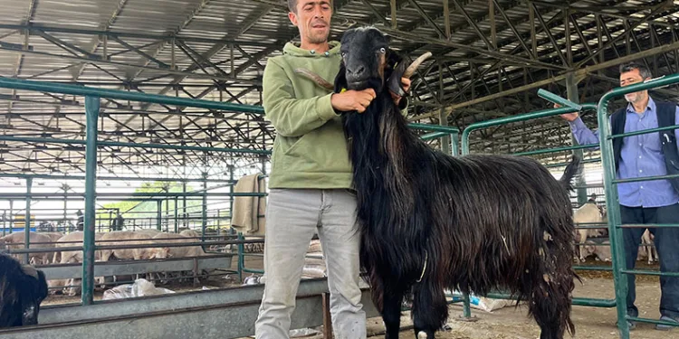 Keçi danalara rakip oldu