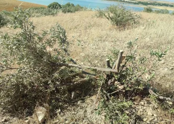 Tarlasındaki zeytin ağaçlarını kestiler