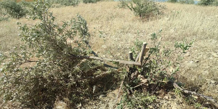 Tarlasındaki zeytin ağaçlarını kestiler