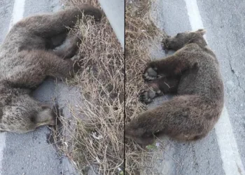 Bayram dönüşü tatilcilere yolda ayı sürprizi…