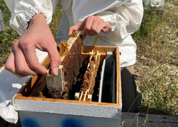 Avrupa’daki işini bırakıp arıcı oldu