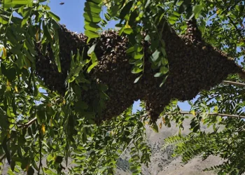 Bal arılarını elleriyle topladı