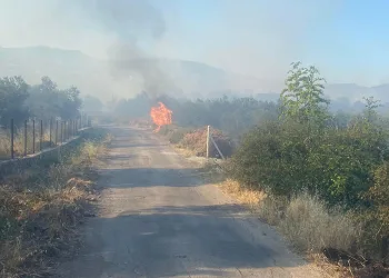Ayvacık’ta orman yangını