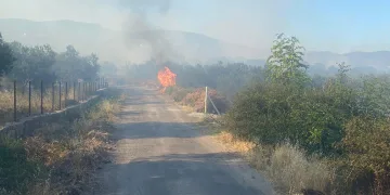 Ayvacık’ta orman yangını