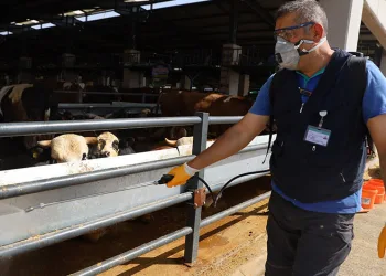 Bursa’da kurban pazarlarında sinekle mücadele