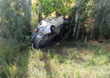 Yola çıkan köpek kazaya sebep oldu