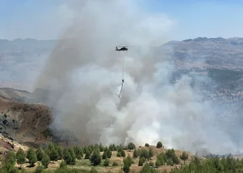 Çobanın çay ateşi ormana sıçradı