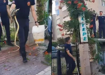 Bahçe kapısına dolanan yılan ecel terleri döktürdü
