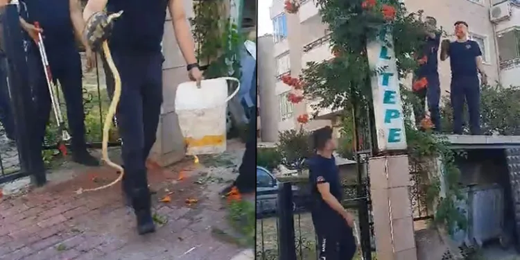 Bahçe kapısına dolanan yılan ecel terleri döktürdü