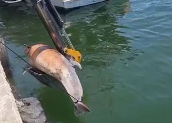 Gemlik sahilinde ölü yunus bulundu