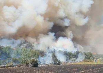 Çanakkale’de orman yangını