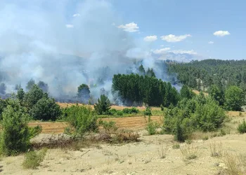Adana’da orman yangını