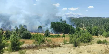 Adana’da orman yangını