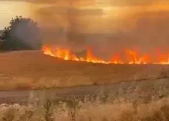 Buğday tarlası saniyeler içerisinde küle döndü