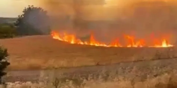 Buğday tarlası saniyeler içerisinde küle döndü
