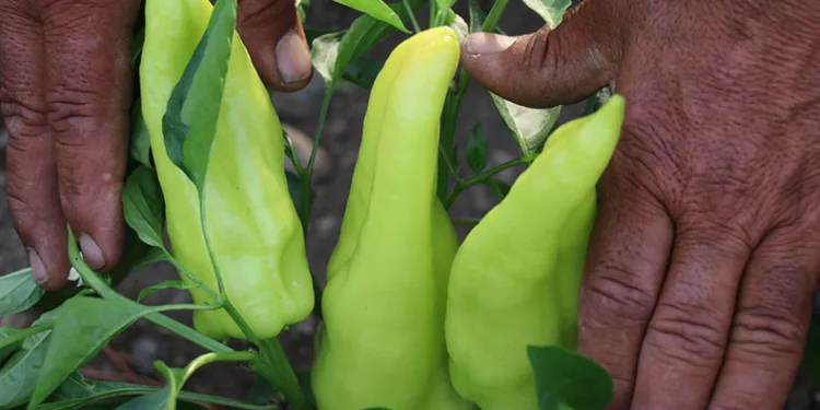 Tescilli Kale Biberinin hasadı başladı