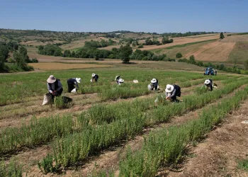 Kocaeli’de kekik hasadı başladı