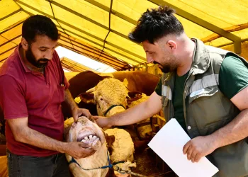 Esenyurt’ta kurbanlıklara sıkı kontrol