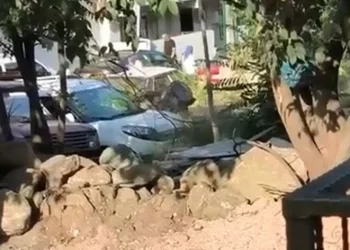 Düğün magandaları kamerada