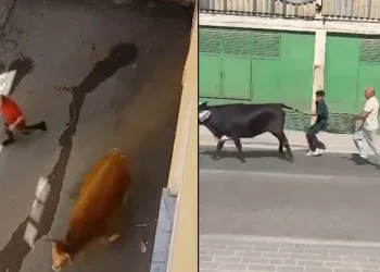 Bursa’da kaçan kurbanlıklar ortalığı birbirine kattı