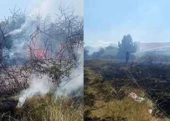 Yalova’da arazi yangını
