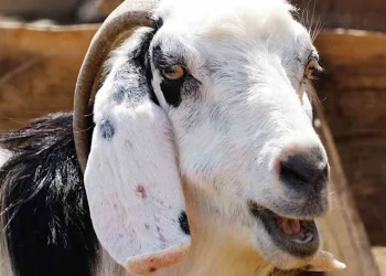 Bayramın ilk günü 249 acemi kasap yaralandı