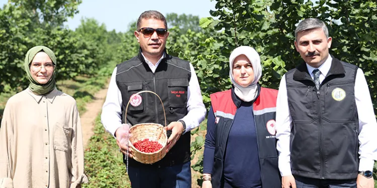 Fındığın yanında dağ çileği üretilecek