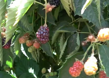 Siirt’ten dünyaya böğürtlen ihracatı