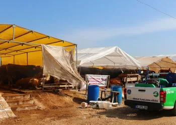 Büyükşehir Kurban Bayramı’na hazır