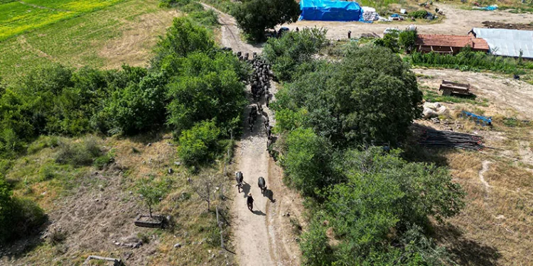 Tokat’ta Afrika belgesellerini andıran görüntüler