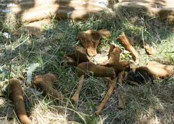 Kazı sırasında tarihi olduğu değerlendirilen mezar bulundu