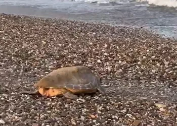 Caretta caretta yuvalarında rekor kırıldı