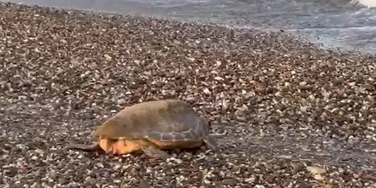 Caretta caretta yuvalarında rekor kırıldı