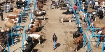 Hayvan pazarlarında kurbanlık denetimleri sürüyor