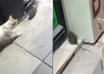 Kedinin fareyle oyunu izleyenleri gülümsetti