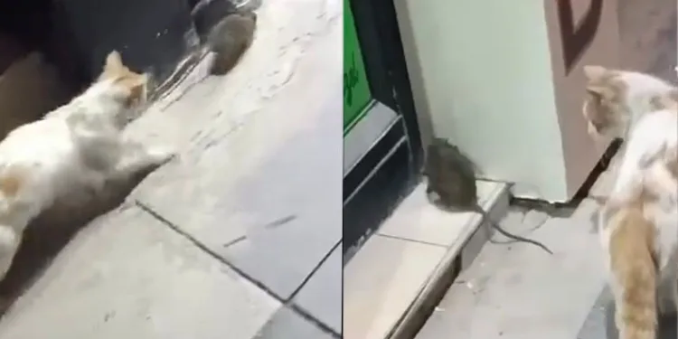 Kedinin fareyle oyunu izleyenleri gülümsetti