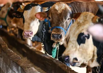 Halk sağlığı uzmanından “kurban” uyarısı