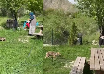 Tilkiyi elleriyle besledi
