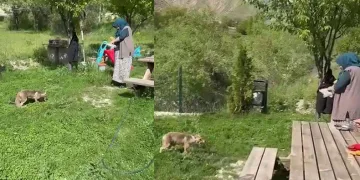 Tilkiyi elleriyle besledi