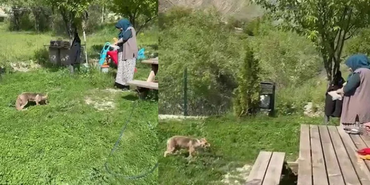Tilkiyi elleriyle besledi
