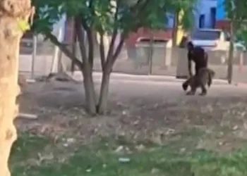 Koyunu havaya atıp tekmeledi