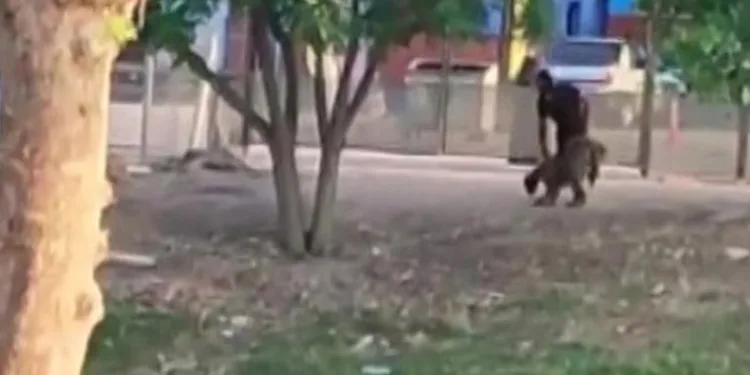 Koyunu havaya atıp tekmeledi