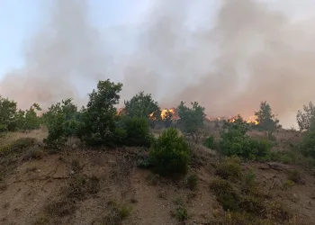 Kızılçam ormanında korkutan yangın